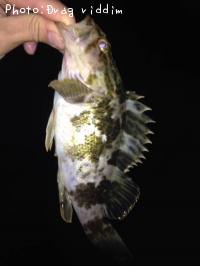タケノコメバル