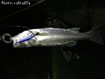 シーバス