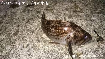 クロソイ