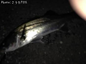 シーバス