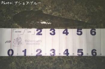 マゴチ