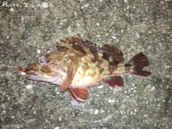 カサゴ