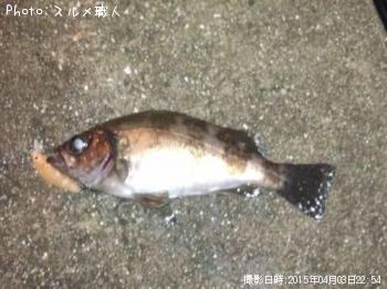メバル