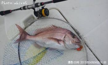 マダイ