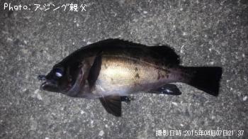メバル