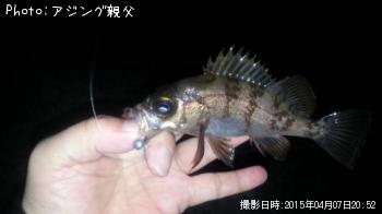 メバル