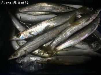 アカカマス