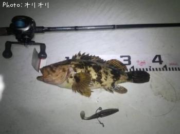 ベッコウソイ