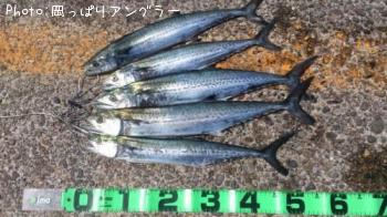 サゴシ