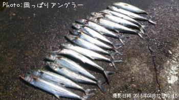 サゴシ