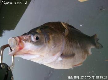 ヘラブナ