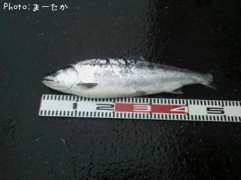 サクラマス