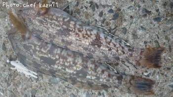 アイナメ