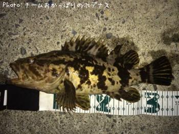 タケノコメバル