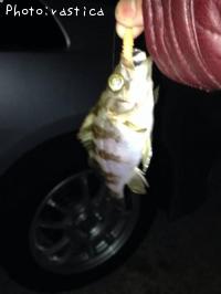 メバル