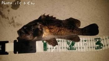 クロソイ