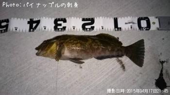 アイナメ