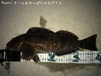 アイナメ