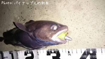 ドンコ