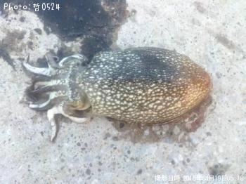 䥱