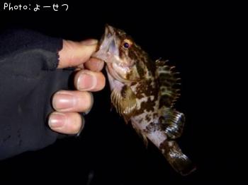 タケノコメバル