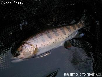 アマゴ