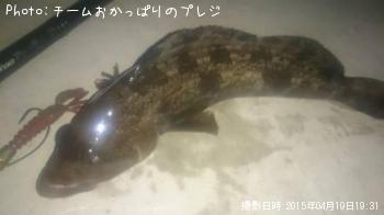 アイナメ