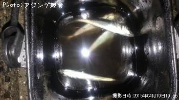 アジ、メバル