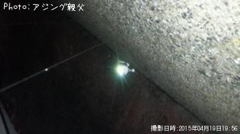 アジ、メバル