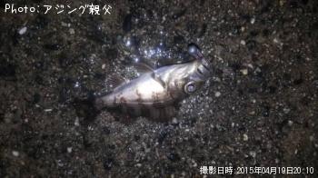 アジ、メバル