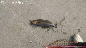 アイナメ