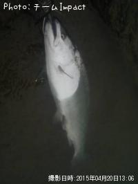 サクラマス