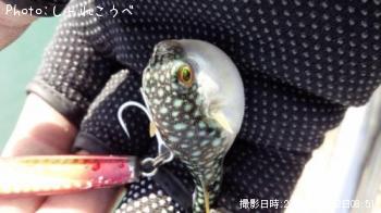 �ե����ʥޥ�