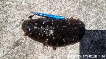 �ե����ʥޥ�