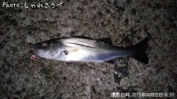 シーバス