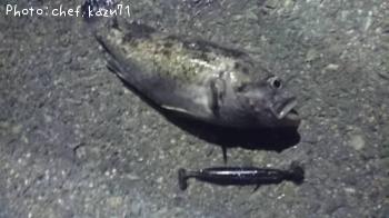 クロソイ