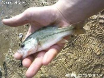 チビバス