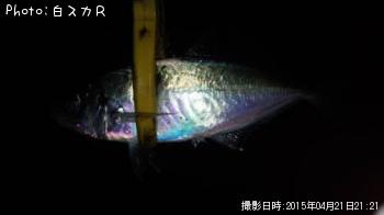 アジ