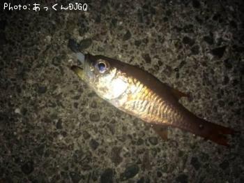 ネンブツダイ
