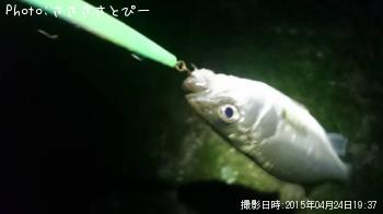 Х硡桡
