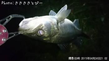Х硡桡