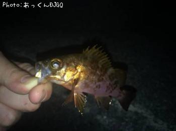 メバル