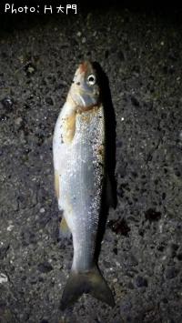 ニゴイ