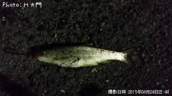 ニゴイ