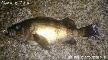 メバル