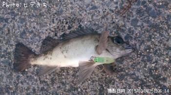 メバル