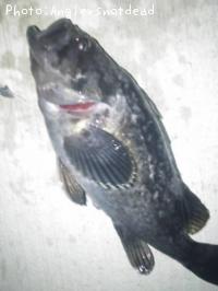 クロソイ