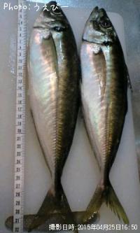 アジ
