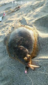 ޥ쥤