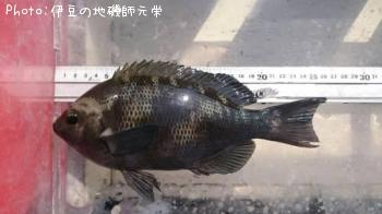 口太メジナ